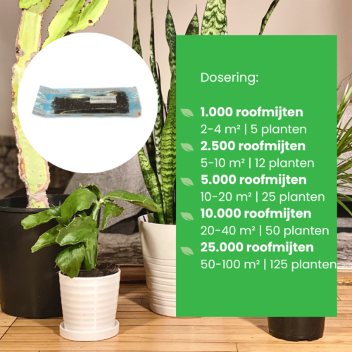 Roofmijten tegen rouwvliegjes (preventief) - Afbeelding 4