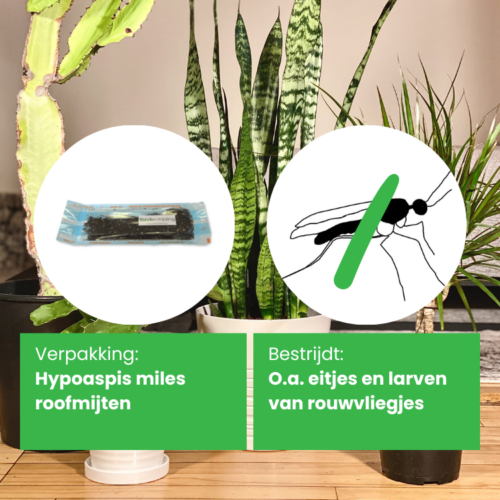 Roofmijten-tegen-rouwvliegjes-hypoaspis