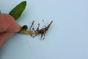 aanvreten wortels planten