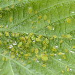 bladluizen op plant