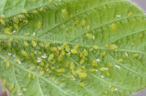 bladluizen op plant