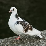 bloedluis bij duiven