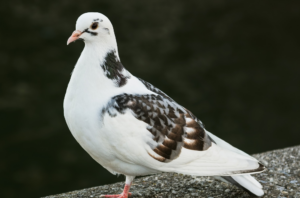 bloedluis bij duiven