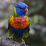 bloedluis bij voliere vogels