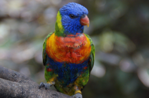 bloedluis bij voliere vogels