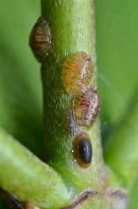 dopluis op stengel biologische bestrijding