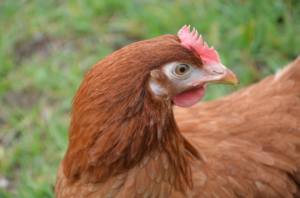 bloedluis bij kippen