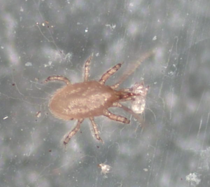 hypoaspis roofmijt eet voedermijt