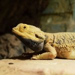 reptiel bloedluizen