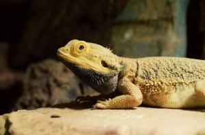 reptiel bloedluizen