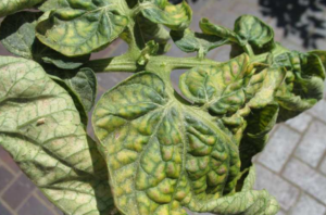 schade op plant verschrompelde bladeren
