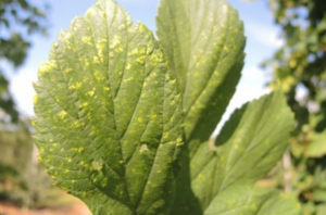 schade spint gele vlekken op blad