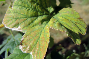 schade spint op blad afgestorven