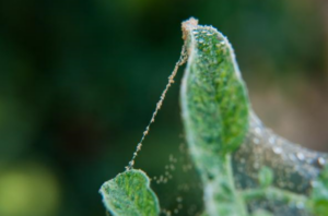 schade spint webben op plant