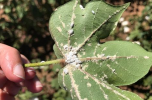 schade wolluis op plant