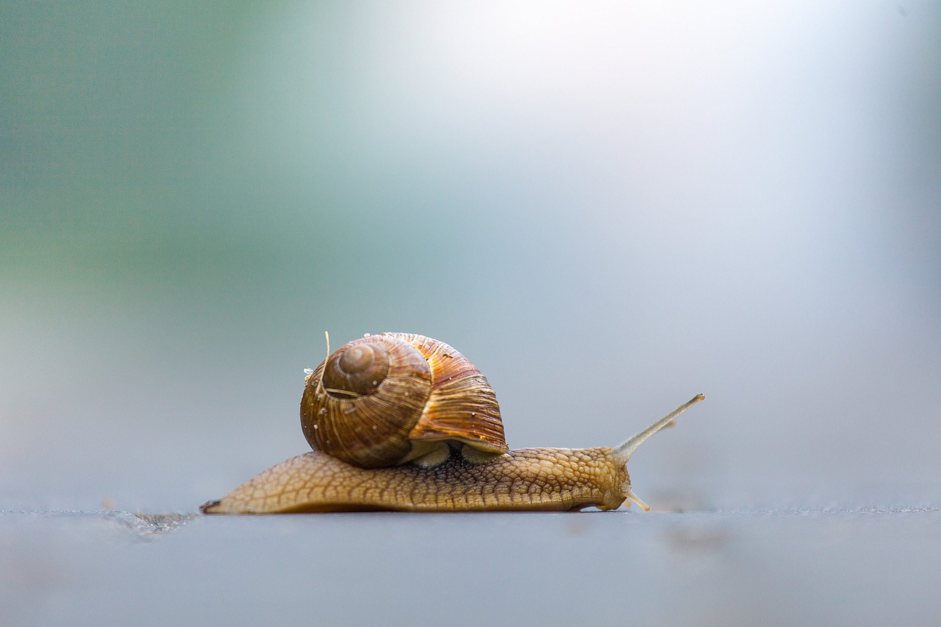 slakken in de tuin