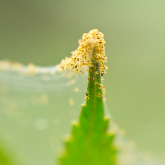 Help! Spint op mijn planten