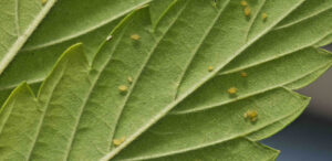 trips op blad foto close up