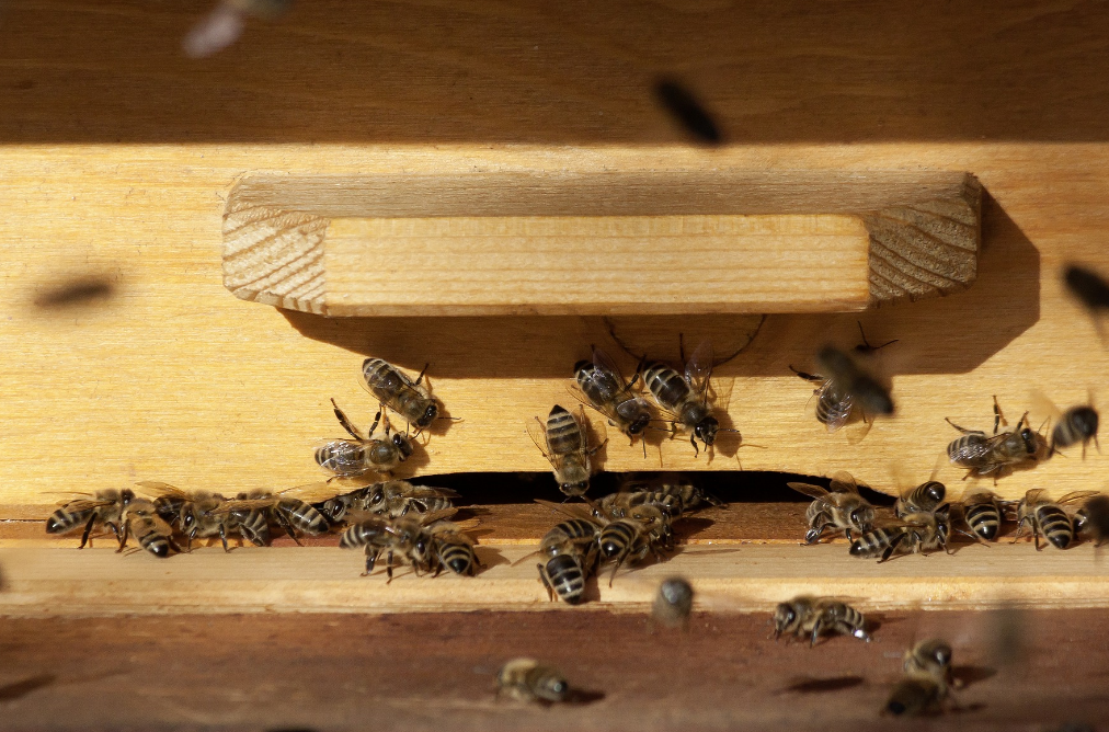 varroa mijt bij bijen