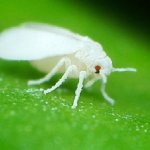 witte vlieg op plant