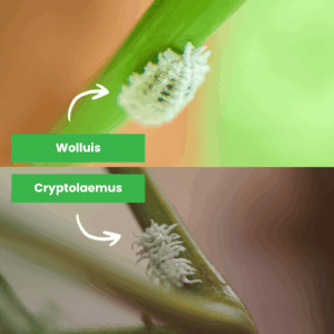 wolluis en cryptolaemus