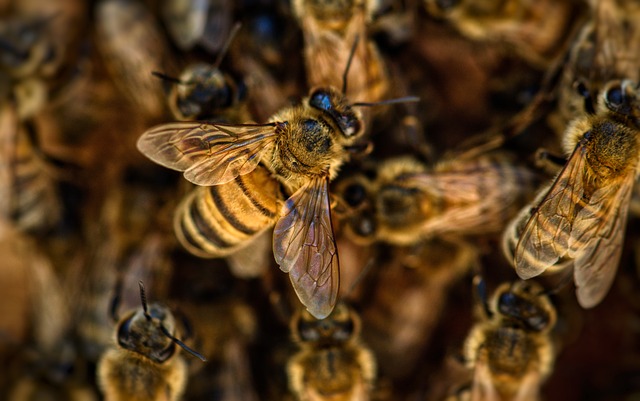 Maak van de bij een beschermd insect.PB