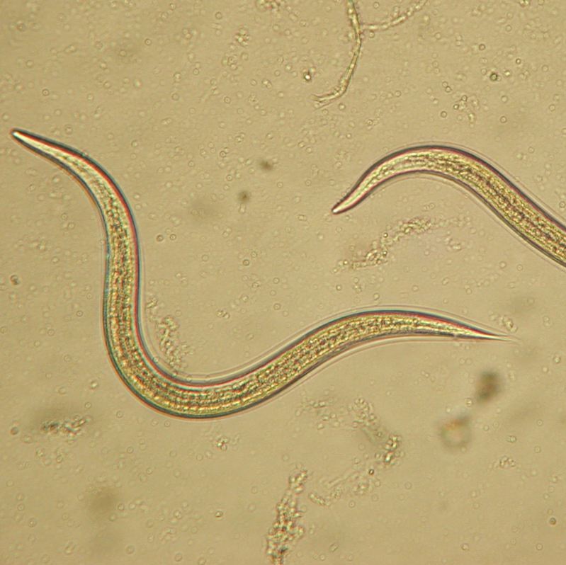 Het gebruik van aaltjes (nematoden)