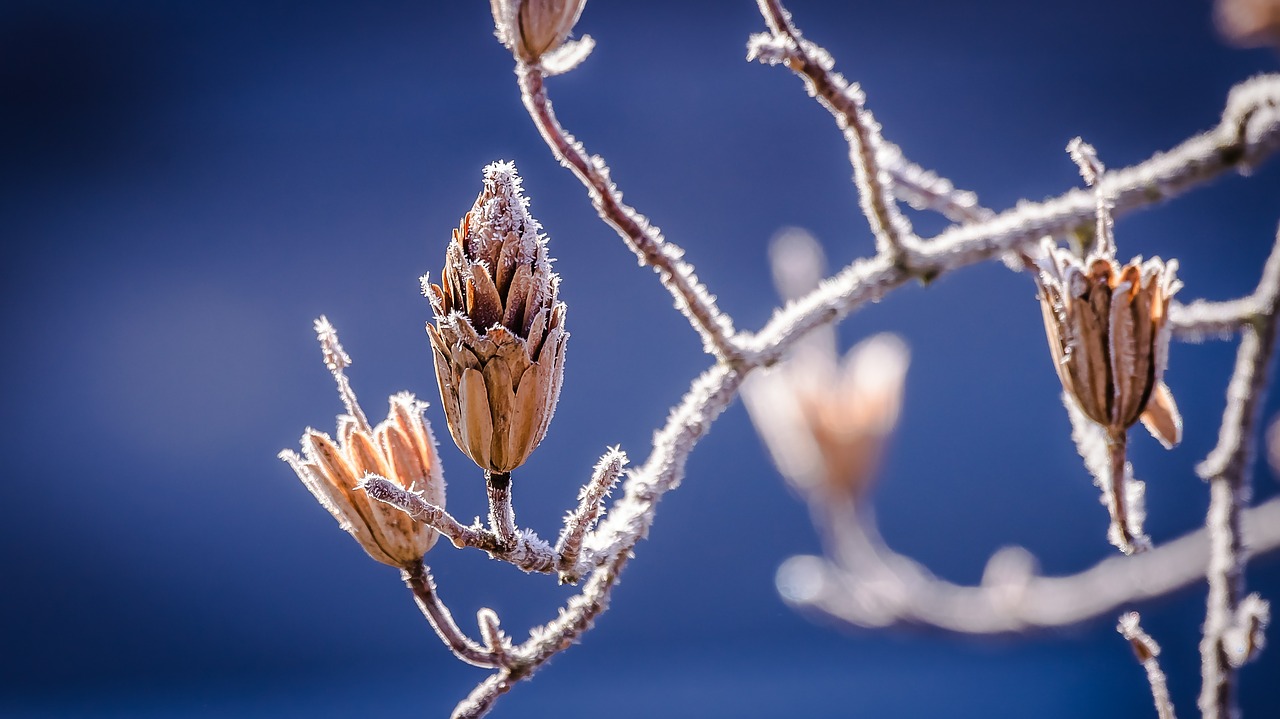 Tuin winterklaar maken tips