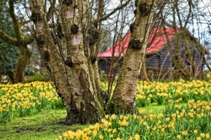 wintertuin maak hem klaar