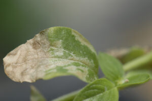 schade van trips aan plant