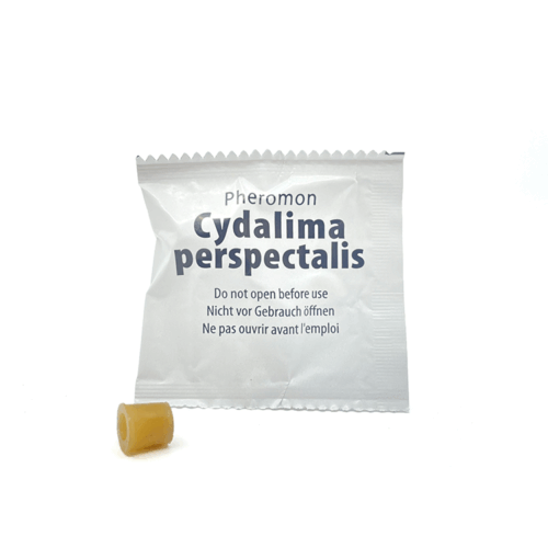 feromoon capsule buxusmot