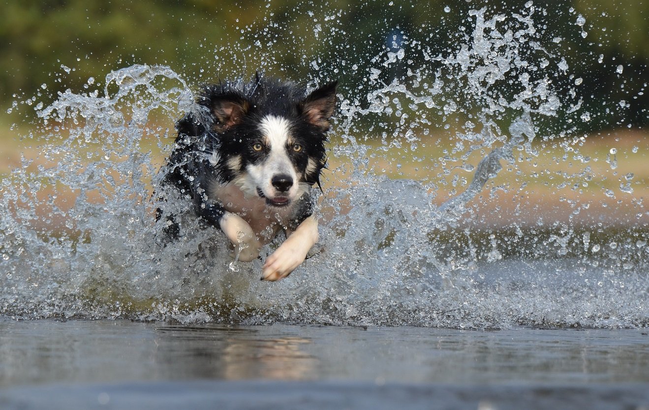 blauwalg bij honden