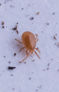 hypoaspis miles stratiolaelaps scimitus predatory mite