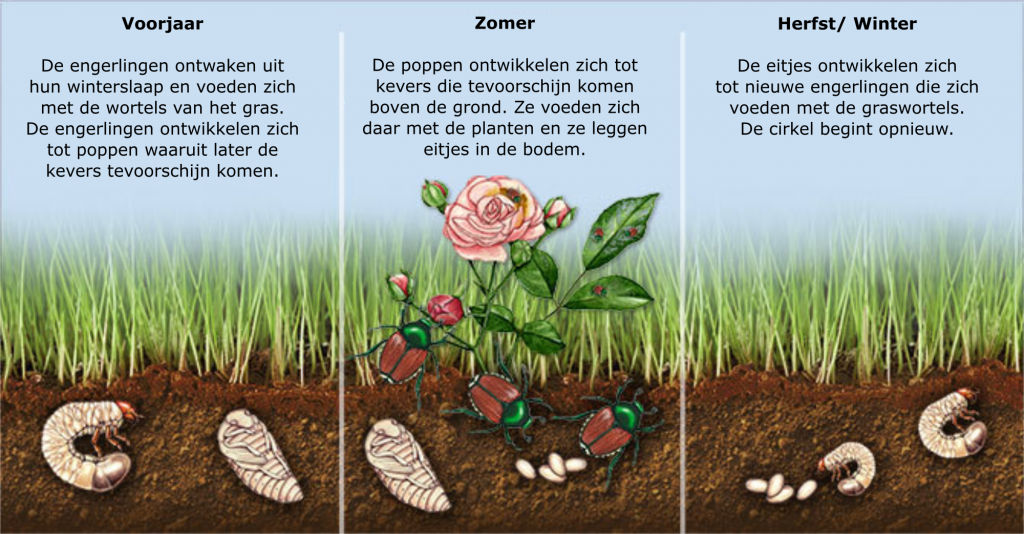 levenscyclus engerlingen in de bodem