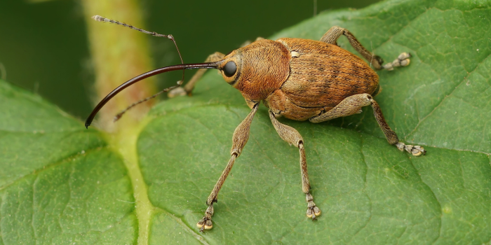 hazelnootboorder curculio nucum