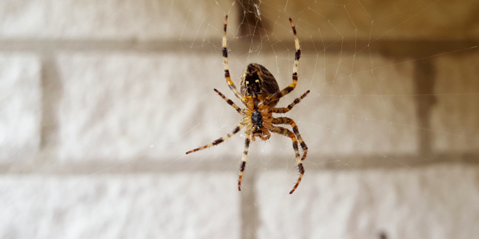 Waarom zie je in september zoveel spinnen in huis?