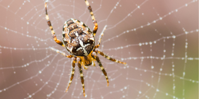 Spinnenweb met dauwdruppels
