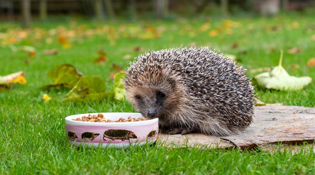 Egel met voederbakje in de tuin