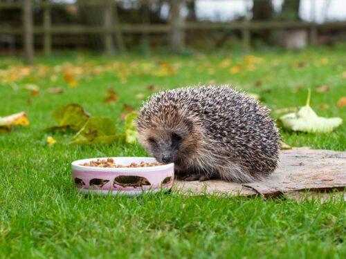Egel met voederbakje in de tuin
