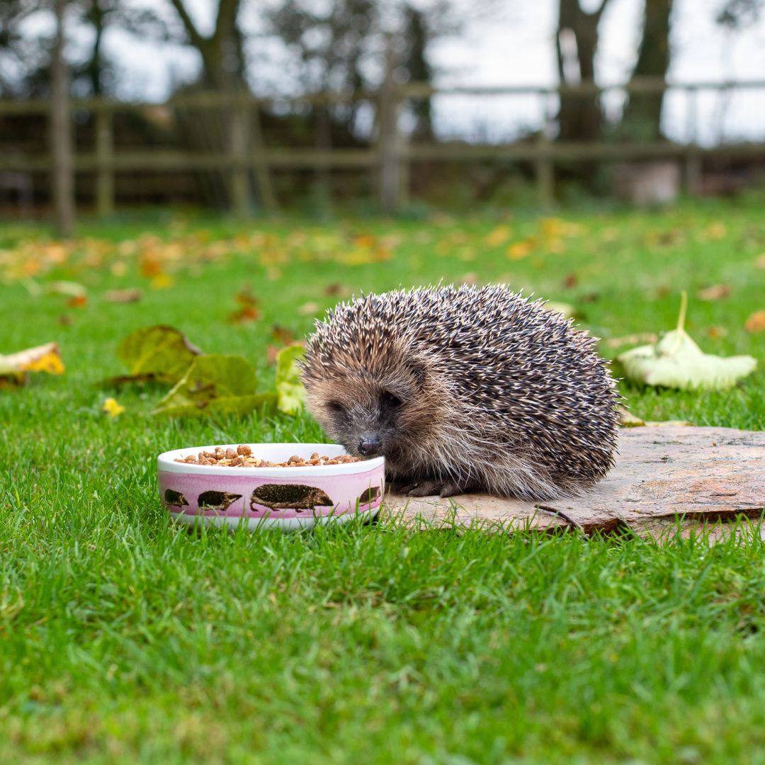 Egel met voederbakje in de tuin