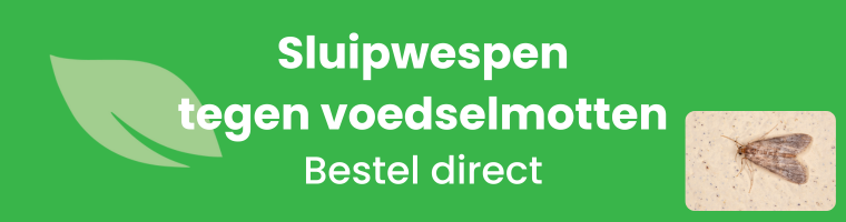 Sluipwespen tegen voedselmotten - Bestel direct