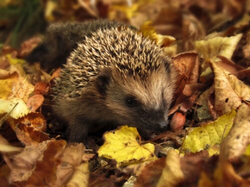Help de dieren in uw tuin een handje mee!