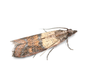 meelmot plodia interpunctella bestrijden
