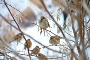 Mus op tak in winter - Biobestrijding