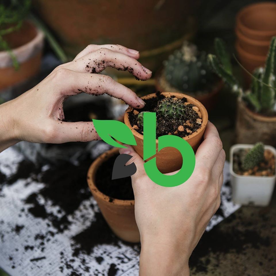 Planten op de juiste manier water geven