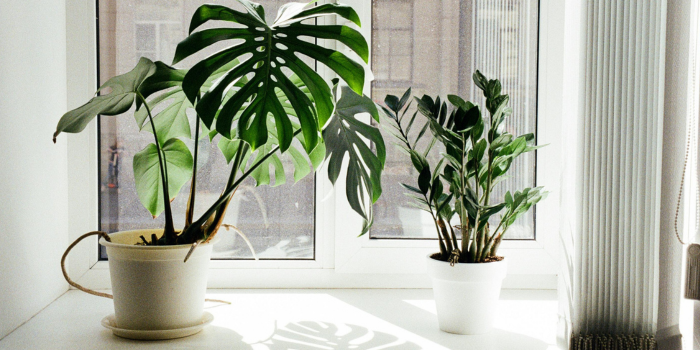 planten bij raam voor daglicht