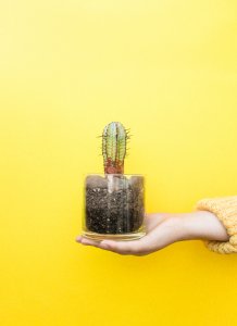 Cactussen zijn planten die weinig water nodig hebben