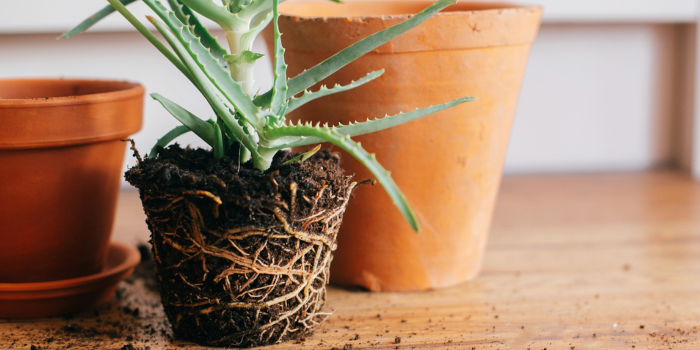 Plant met wortels volledig vergroeid in potgrond