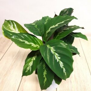 Calathea verzorgen