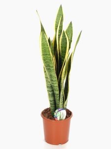 Sansevieria